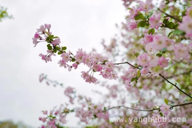 春日花卉大赏，惊艳你的眼眸，春花烂漫时，开启赏花之旅