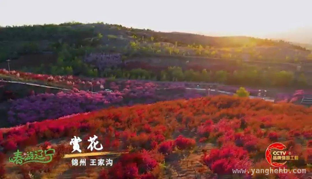 走进辽宁春天，邂逅自然人文之韵，辽宁春日画卷，从央视镜头展开
