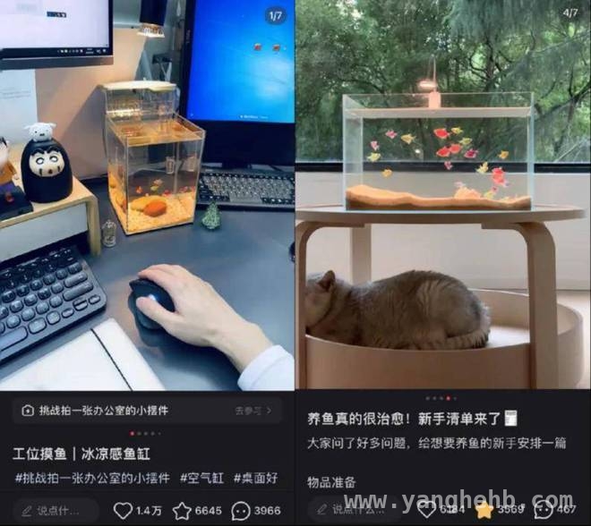 解锁中年养鱼热潮，探寻水族市场增长密码