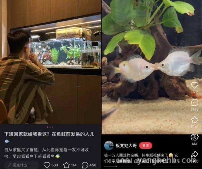 解锁中年养鱼热潮，探寻水族市场增长密码