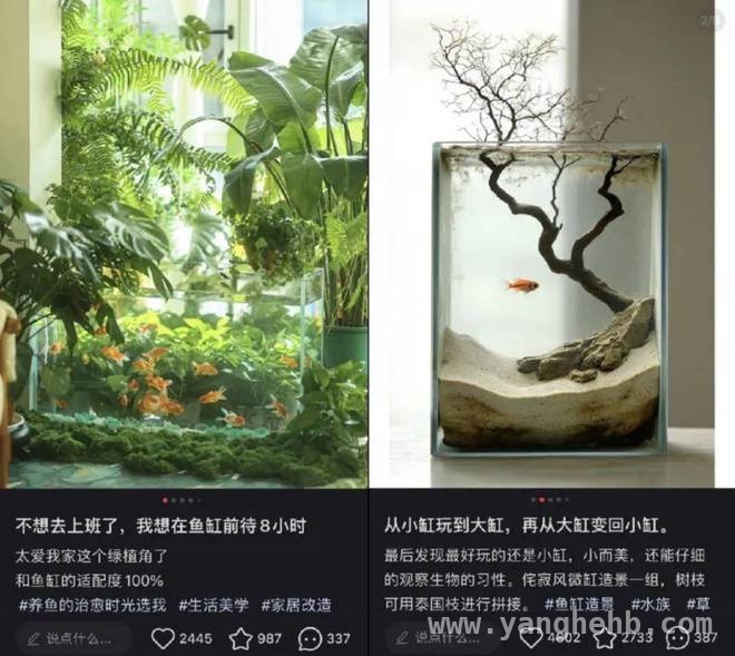 解锁中年养鱼热潮，探寻水族市场增长密码