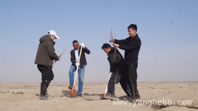 从沙进人退到绿进沙退：阿克苏的治沙传奇 沙漠“绿围脖”：阿克苏治沙绘就生态新画卷