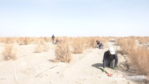 从沙进人退到绿进沙退：阿克苏的治沙传奇 沙漠“绿围脖”：阿克苏治沙绘就生态新画卷