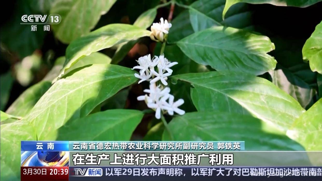 云南小粒咖啡：科技赋能，绽放世界舞台