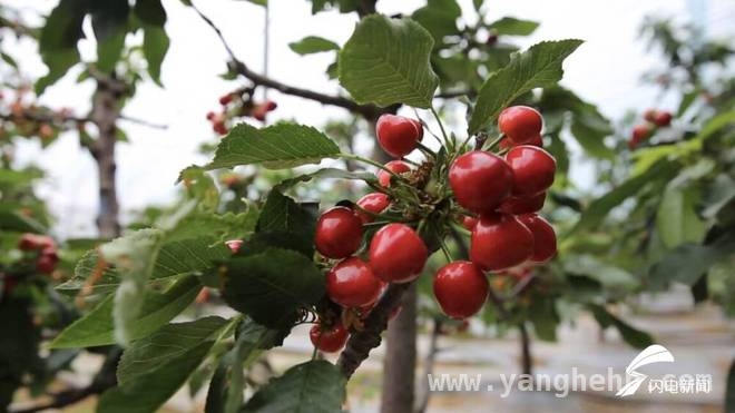 探秘五莲：大棚樱桃凭啥这么火？，五莲户部乡：大棚樱桃开启乡村振兴新征程