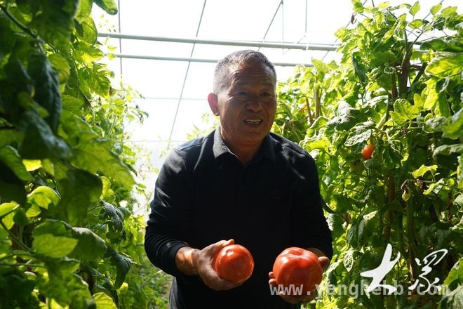 从“冷板凳”到太空，任氏父子的番茄育种之路