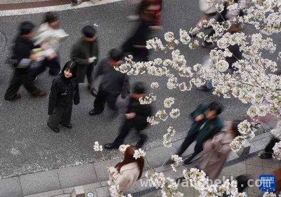 日本东京目黑川，樱花季的浪漫之约