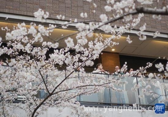 日本东京目黑川，樱花季的浪漫之约