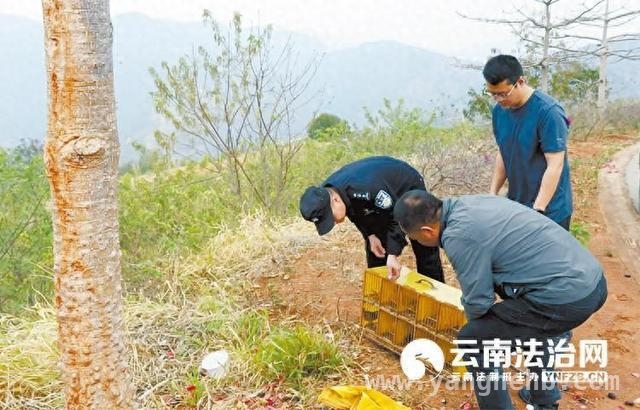 警民携手，元阳13只野鸟摆脱非法狩猎重回自然怀抱 元阳警方出击：13只国家保护野鸟获新生