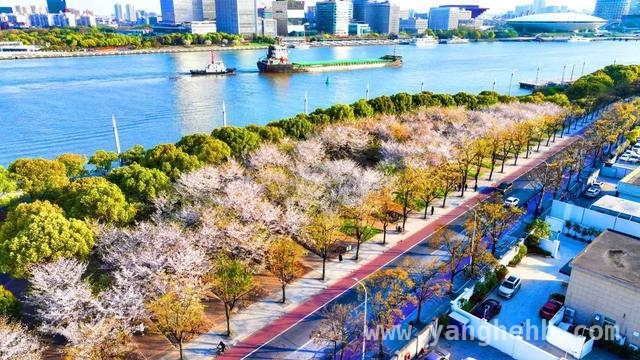 黄浦滨江樱花季，开启浪漫春日之约