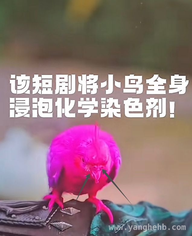 无上魔尊虐鸟风波引众怒，剧方回应遭质疑，短剧无上魔尊虐鸟事件：真相究竟几何？