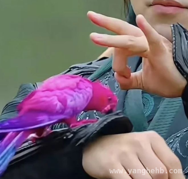 无上魔尊虐鸟风波引众怒，剧方回应遭质疑，短剧无上魔尊虐鸟事件：真相究竟几何？