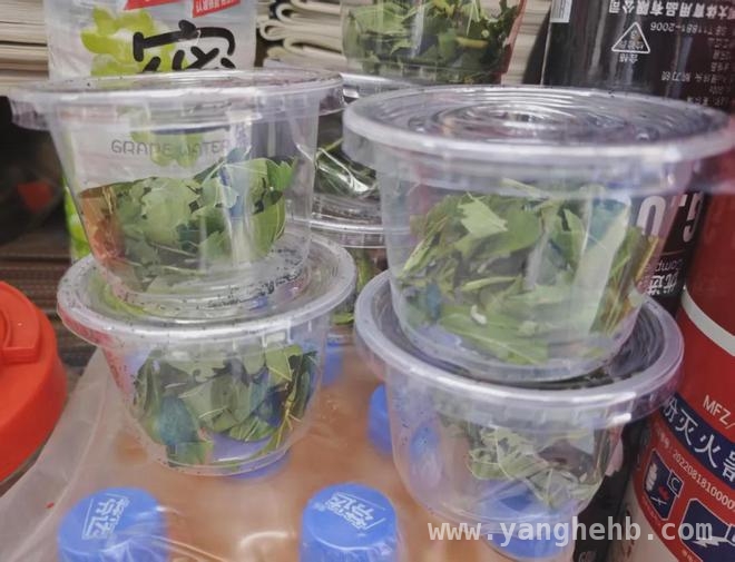 小学生养蚕热：桑叶难题引发全民大作战，小学生养蚕成风，桑叶供应成焦点难题