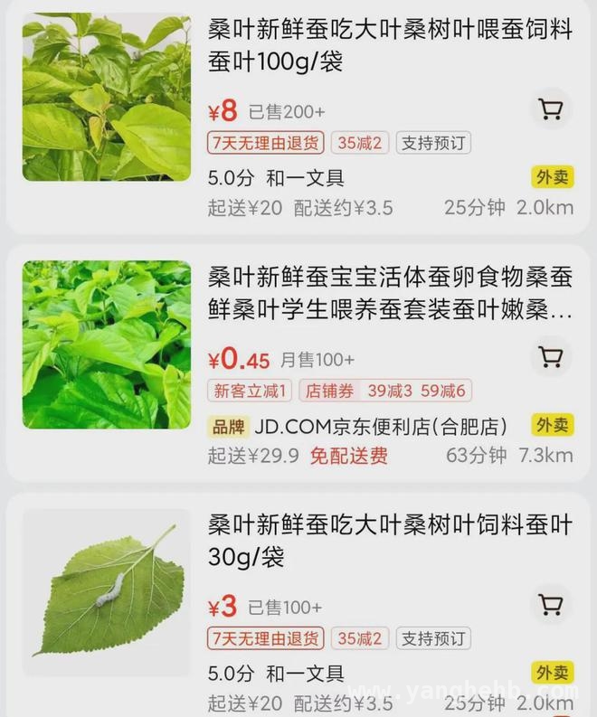 小学生养蚕热：桑叶难题引发全民大作战，小学生养蚕成风，桑叶供应成焦点难题