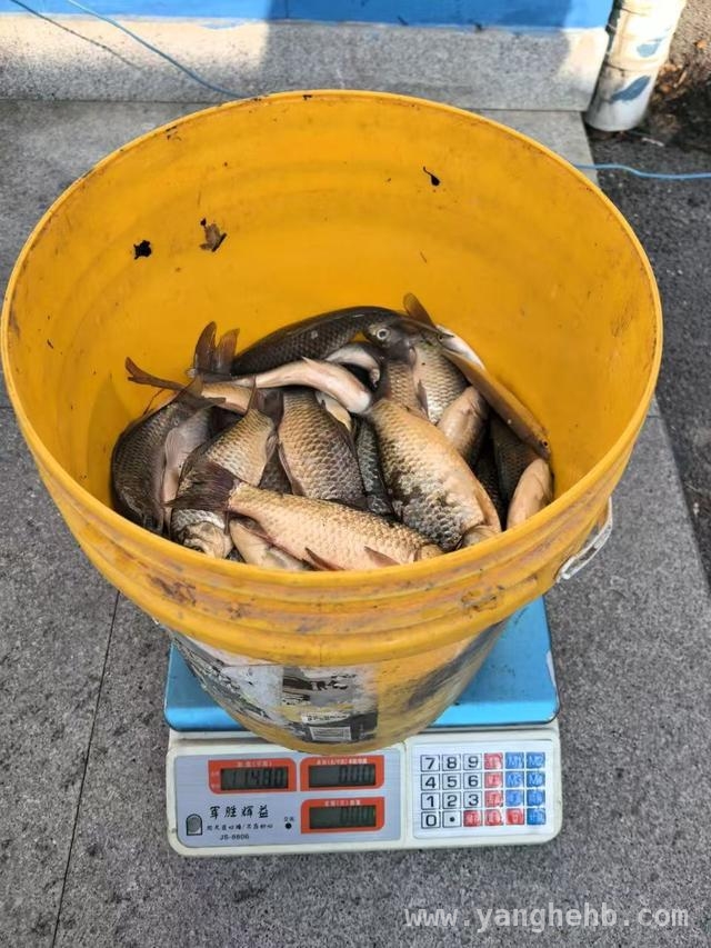 禁渔期顶风作案！两男子非法电鱼终落法网 禁渔期“偷猎”水生物，两男子触碰法律红线