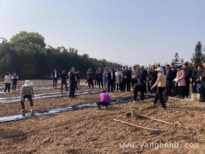兴文县粮药复合种植：“粮袋子”与“钱袋子”双丰收，兴文探索粮药间种，助力乡村“万元田”梦想成真