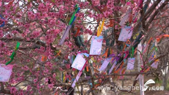 海棠盛开处，临清相亲角搭建爱情桥梁 临清海棠节：以花为媒，架起青年婚恋公益鹊桥