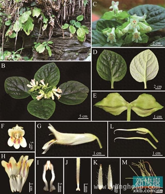 探秘粤北：中国科学院团队发现南岭报春苣苔新种