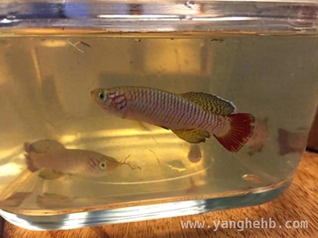 肯尼亚贡戈尼森林：新鳉鱼揭开古老森林神秘面纱 Nothobranchius sylvaticus：森林中独特的鳉鱼新发现