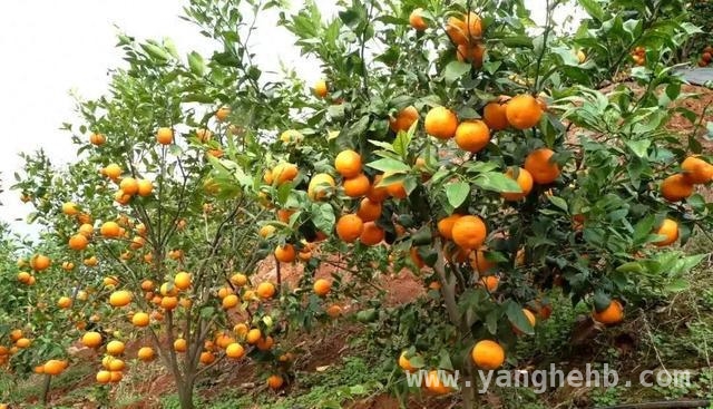 怒江沃柑跨越千里到上海，沪滇协作助力乡村振兴