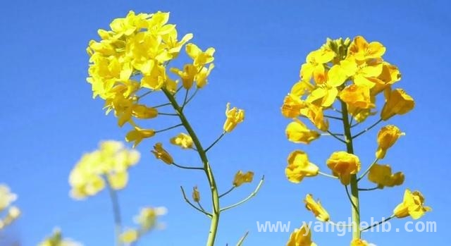 在横沙岛油菜花海，与春天撞个满怀