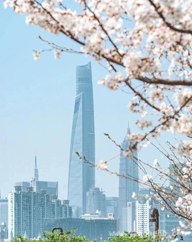杨浦滨江春日盛景，邀你共赏烂漫春光 杨浦滨江的春天，浪漫与美好交织
