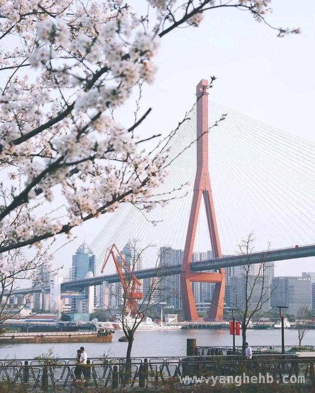杨浦滨江春日盛景，邀你共赏烂漫春光 杨浦滨江的春天，浪漫与美好交织