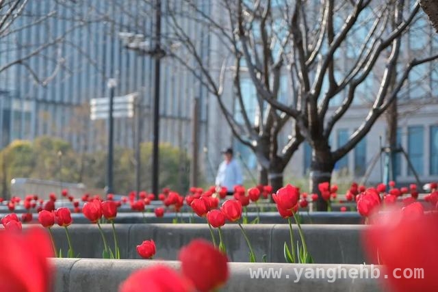 杨浦滨江春日盛景，邀你共赏烂漫春光 杨浦滨江的春天，浪漫与美好交织