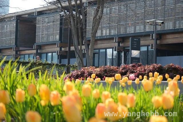 杨浦滨江春日盛景，邀你共赏烂漫春光 杨浦滨江的春天，浪漫与美好交织