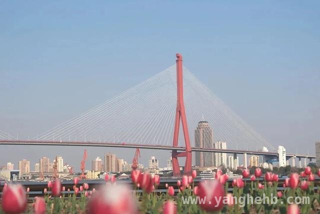 杨浦滨江春日盛景，邀你共赏烂漫春光 杨浦滨江的春天，浪漫与美好交织
